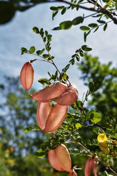 Beautiful branch of colutea arborescens tree -bladder senna-  with several inflated seed pod against the blue sky , it’s a sunny day