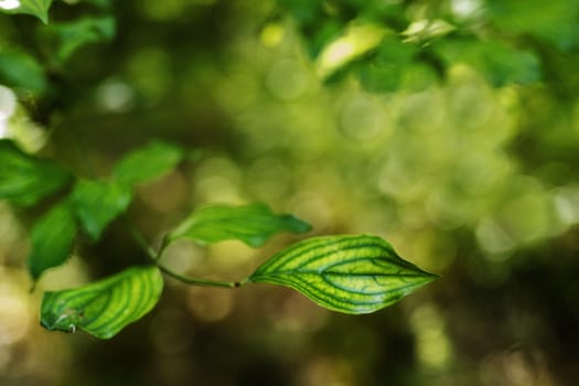 Twig of cornelian cherry tree -cornus mas-with green leaves , beautiful shape and green color gradient 