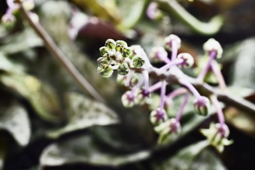 Beautiful pink flowers of ledebouria socialis , bulbous perennial plant 