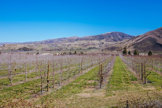 Springtime vines at a Cromwell winery in the Otago region of South Island, New Zealand