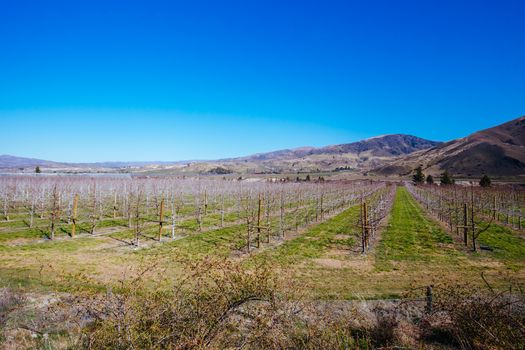 Springtime vines at a Cromwell winery in the Otago region of South Island, New Zealand