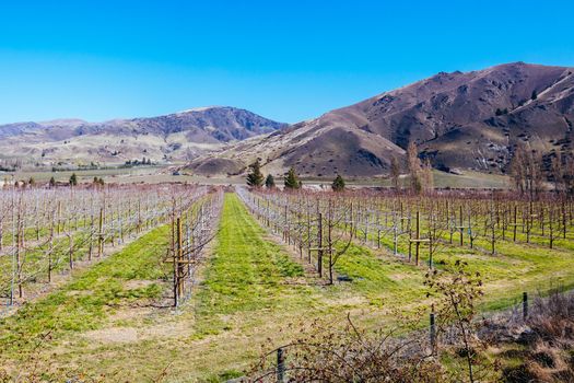 Springtime vines at a Cromwell winery in the Otago region of South Island, New Zealand