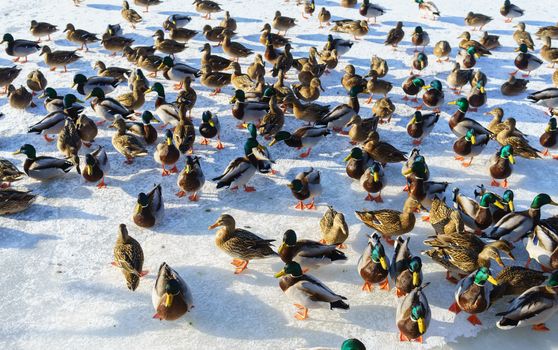 A huge flock of ducks eat abandoned bread on the ice of a frozen pond on a clear frosty winter day.
