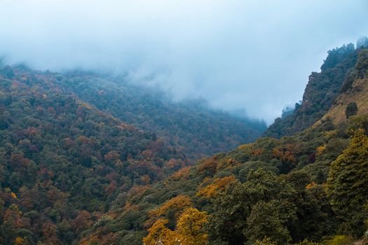 Forest in fall season with clouds on sky in Nepal, landscape photography