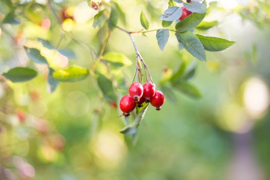 .Ripe rosehip berries on a branch in the sun. Golden autumn harvesting.