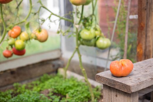 Bunch of big green tomatoes on a bush, growing selected tomato in a greenhouse.Green tomatoes among the branches. Natural and organic agriculture