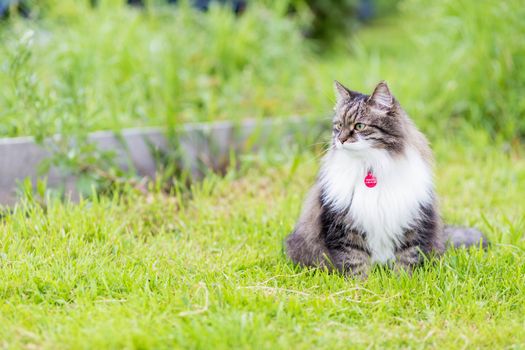 A fluffy gray cat with a luxurious white breast sits in the grass and looks aside