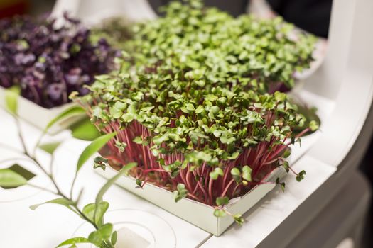 Microgreen sprouts of peas vegetable, growing healthy eating concept at home garden.soft focus