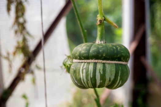 Decorative pumpkin. Small decorative pumpkin hanging on tree branches. Green foliage in the background.
