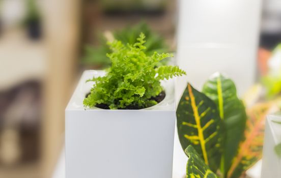 .Small green indoor plants in white cubic pots, stylish idea for decorating an apartment