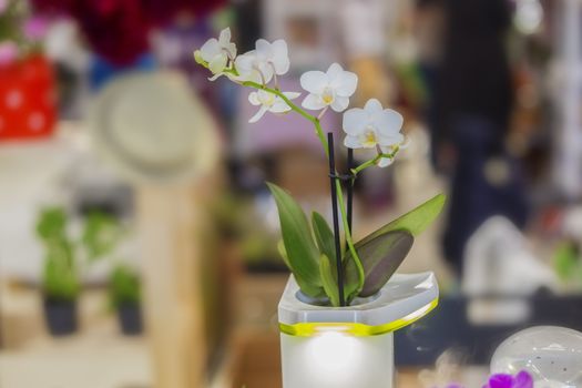 Small indoor orchid in a white cubic pot, a stylish idea for decorating an apartment