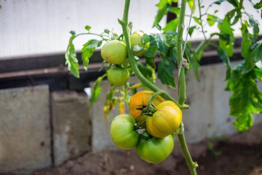 Bunch of big green tomatoes on a bush, growing selected tomato in a greenhouse.Green tomatoes among the branches. Natural and organic agriculture