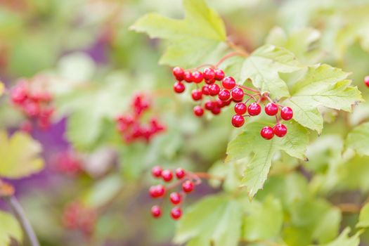 Viburnum berry on a branch in the sun. A bunch of red berries on a branch. Golden autumn harvesting, soft focus