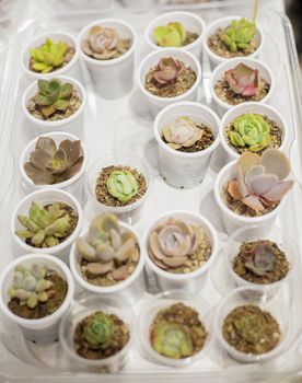 Various beautiful green and pink succulents plants in small plastic cups ready to sell,soft focus, selective focus