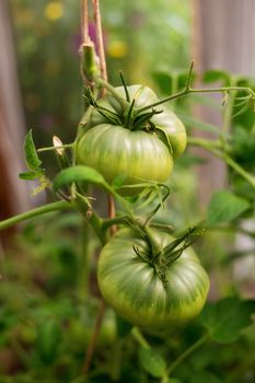 Bunch of big green tomatoes on a bush, growing selected tomato in a greenhouse.Green tomatoes among the branches. Natural and organic agriculture