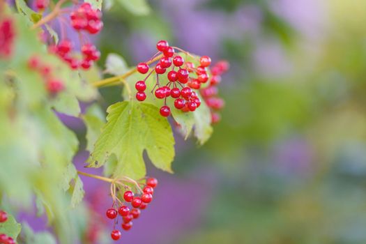 Viburnum berry on a branch in the sun. A bunch of red berries on a branch. Golden autumn harvesting, soft focus