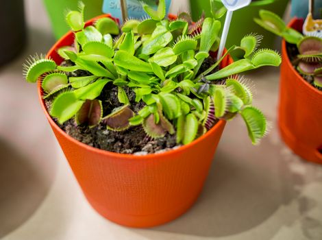 Venus Flytrap, Dionaea muscipula in a decorative flowerpot.