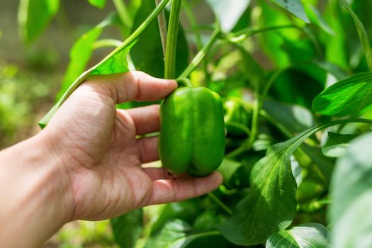 .green peppers planted in a vegetable garden, on a plantation of organic peppers