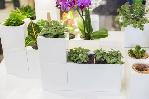 .Small green indoor plants in white cubic pots, stylish idea for decorating an apartment