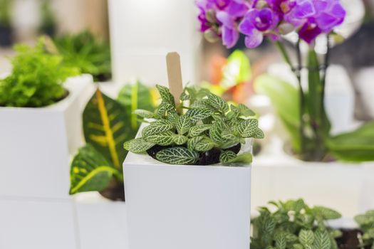 .Small green indoor plants in white cubic pots, stylish idea for decorating an apartment