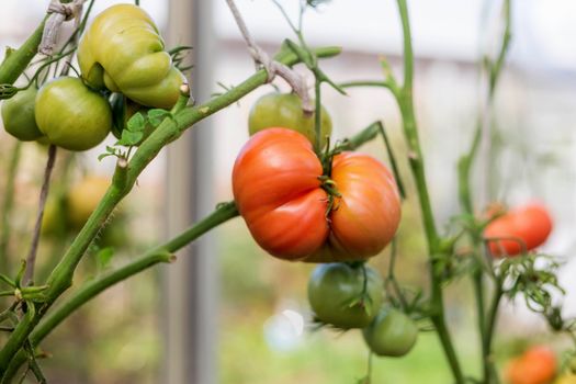 Ripe red tomatoes on the branches in the greenhouse. Growing organic green vegetables in a home garden. On one branch are red and green fruits of tomatoes. Copy space and Selective focus