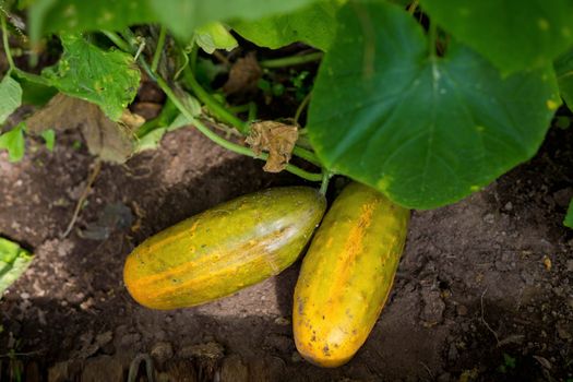 Overripe cucumbers with yellow skin are lying in the garden bed, left by the gardener to get seeds to plant next year. Selection of cucumber seeds