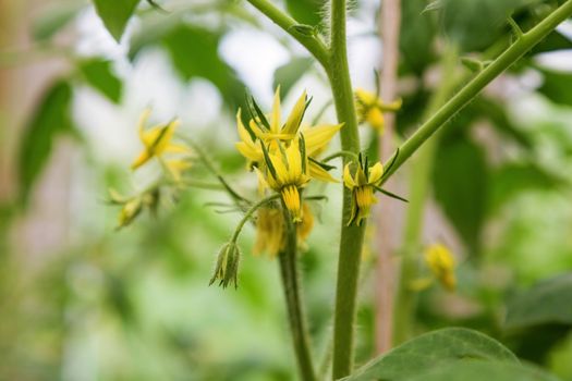Blooming yellow twigs of tomatoes growing in greenhouse. Production of natural ecologic vegetables. Soft focus
