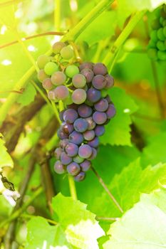 .A bunch of grapes on a branch in a private vineyard, in a country house in the village