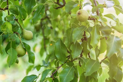 pears ripen in the garden of a country house, soft light, soft focus