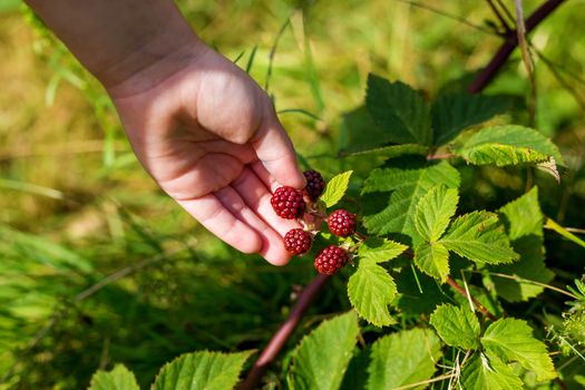 .woman holds with hand a bunch of blackberries on a branch in her country house garden. Harvesting, golden autumn