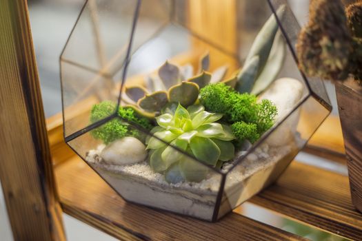 Decorative floristic composition of a variety of succulents in a Glass terrarium florarium, the idea of decorating the space of an apartment or cafe. soft selective focus.