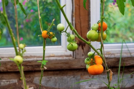 Ripe red tomatoes on the branches in the greenhouse. Growing organic green vegetables in a home garden. On one branch are red and green fruits of tomatoes. Copy space and Selective focus