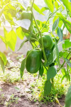 .Green bell pepper on a garden bed in a greenhouse. Farm cultivation of vegetables.