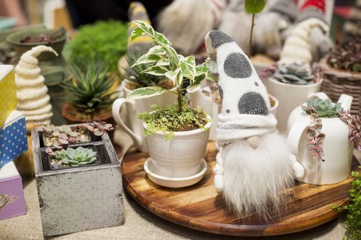 Various small indoor plants in decorative pots.