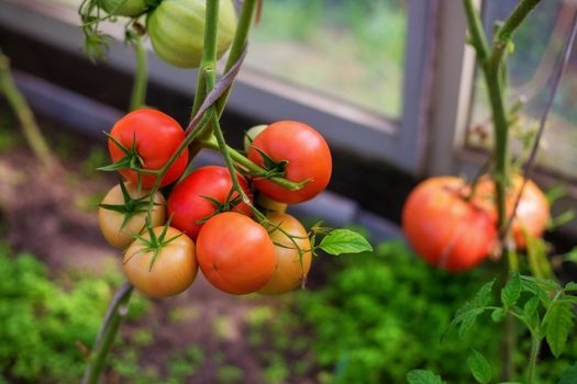 Ripe red tomatoes on the branches in the greenhouse. Growing organic green vegetables in a home garden. On one branch are red and green fruits of tomatoes. Copy space and Selective focus