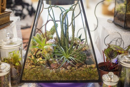 .Decorative floristic composition of a variety of succulents in a Glass terrarium florarium, the idea of decorating the space of an apartment or cafe. soft selective focus.