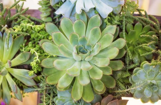 Closeup composition of a variety of succulents, the idea of decorating the space of an apartment or cafe. soft selective focus.