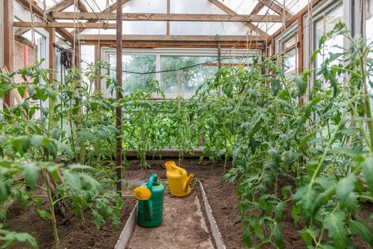 Yellow watering can in a greenhouse with tomato seedlings in a country house