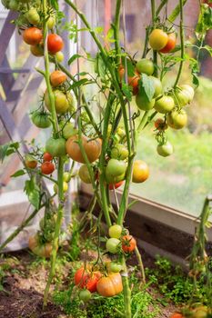 Bunch of big green tomatoes on a bush, growing selected tomato in a greenhouse.Green tomatoes among the branches. Natural and organic agriculture