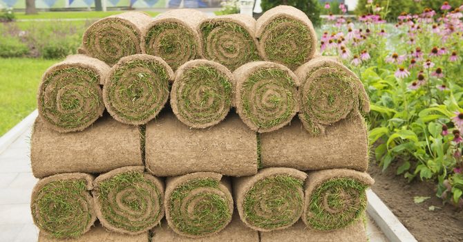 The rolled grass lawn closeup is ready for laying. A pile of perfect rolled turf on a pallet closeup. Urban greening in Moscow..