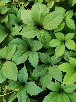 Green vine leaves on the wall.Natural eco foliage background from climbing plant..