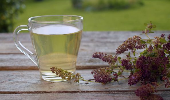 Close-up a transparent cup of thyme drink on the old wooden table outdoors. Fresh raw thyme on the table. Herbal medicine concept