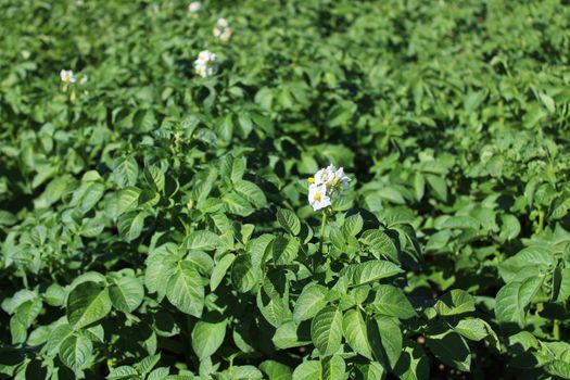 The picture shows many potato plants in the garden