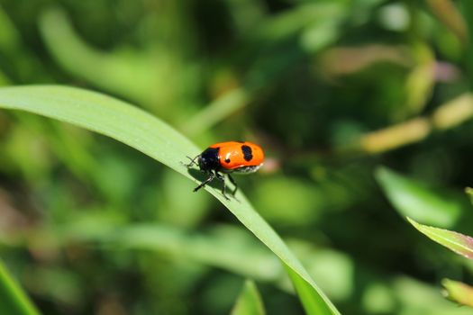 The picture shows a little beetle in the garden