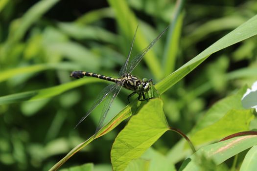 the picture shows stinging nettles on a river