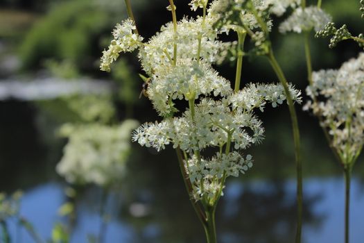 The picture shows blossoming meadowsweet in the meadow