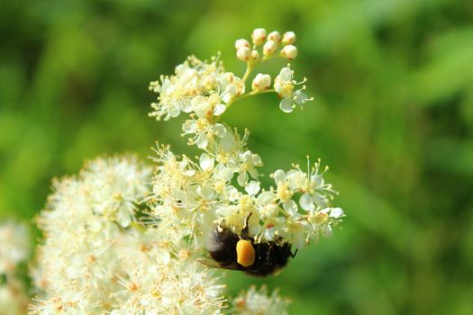 the picture shows blossoming meadowsweet with a bumblebee in the meadow