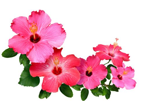 A collage of pink and red hibiscus flowers with copy space for texts.