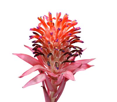 A Closeup of red bromeliad flower isolated in white background.