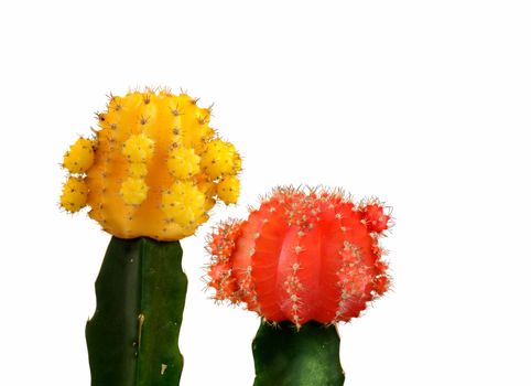 Yellow and red small cacti isolated in white background